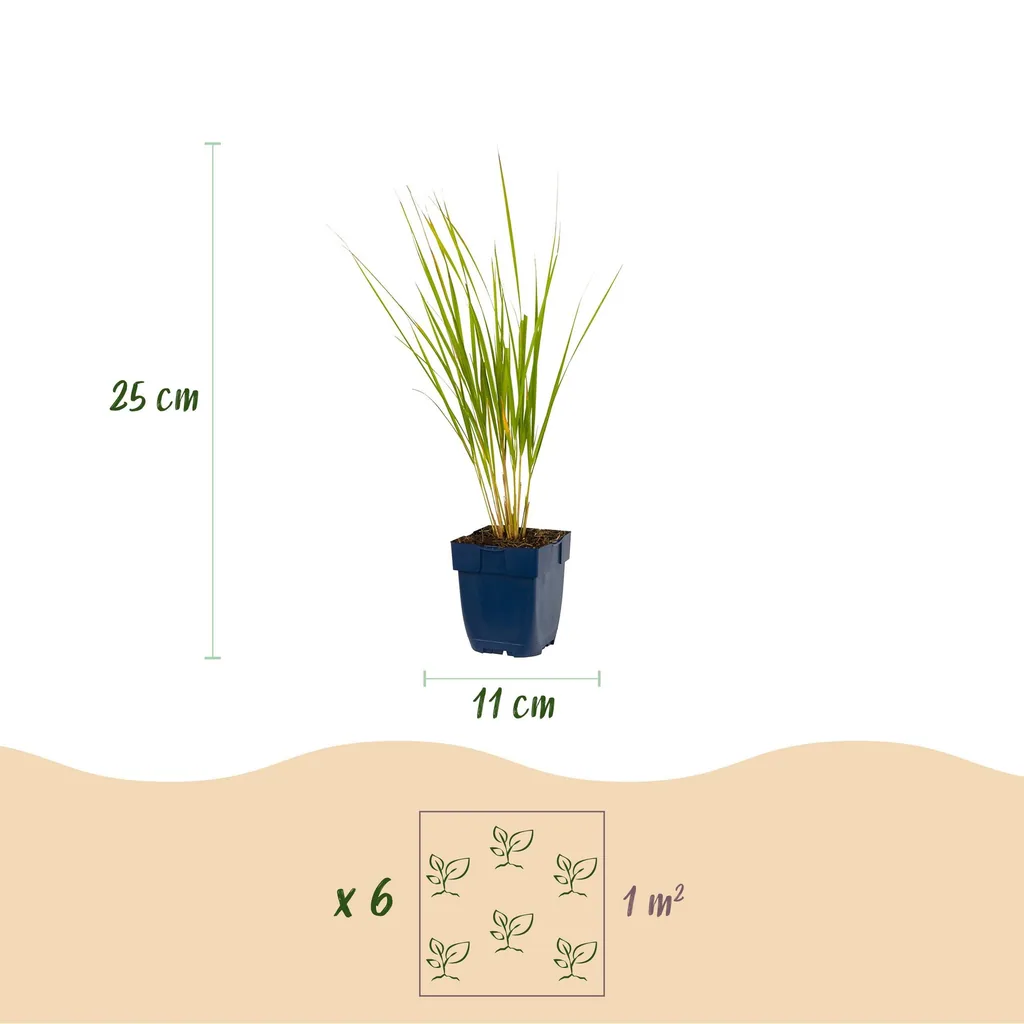 Reitgras 'Karl Foerster' 24er-Set (Calamagrostis) – winterhartes Ziergras, Topf-Ø 11 cm, Höhe ca. 15–25 cm