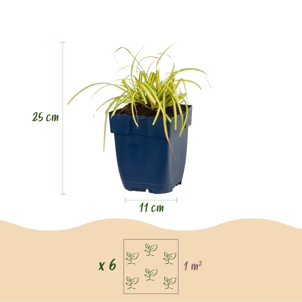 Japan-Segge 'Evergold' 24er-Set (Carex oshimensis) – winterhartes Ziergras, Topf-Ø 11 cm, Höhe ca. 15–25 cm