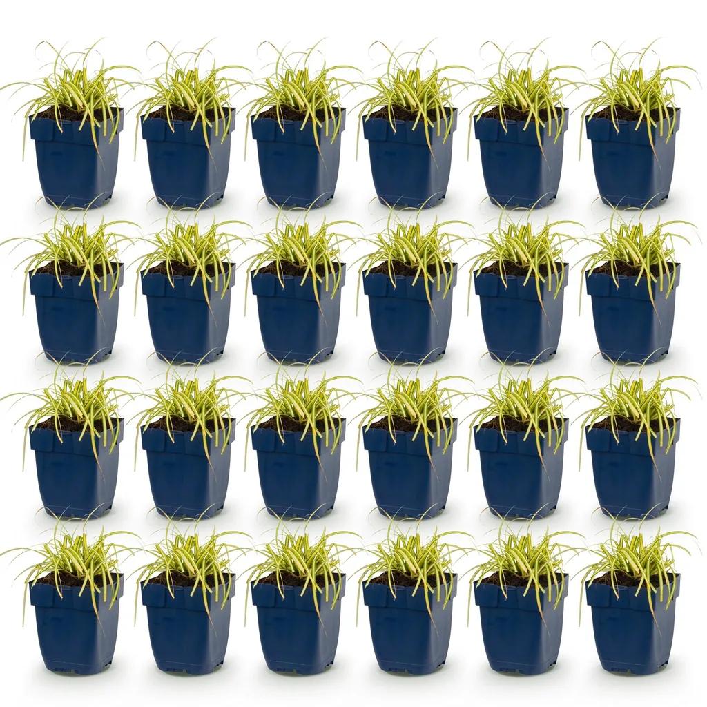 Japan-Segge 'Evergold' 24er-Set (Carex oshimensis) – winterhartes Ziergras, Topf-Ø 11 cm, Höhe ca. 15–25 cm