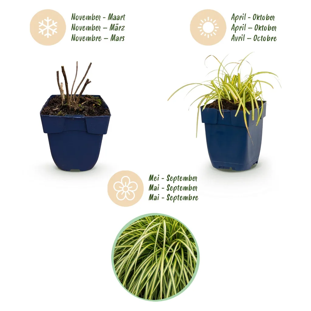 Japan-Segge 'Evergold' 24er-Set (Carex oshimensis) – winterhartes Ziergras, Topf-Ø 11 cm, Höhe ca. 15–25 cm