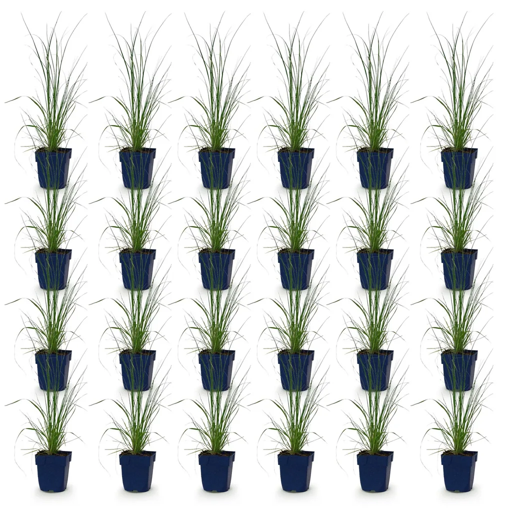 Pampasgras 'Pumila' 24er-Set (Cortaderia) – winterhartes Ziergras, Topf-Ø 11 cm, Höhe ca. 15–25 cm
