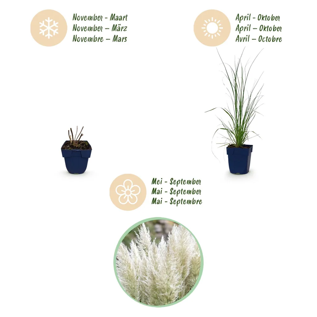 Pampasgras 'Pumila' 24er-Set (Cortaderia) – winterhartes Ziergras, Topf-Ø 11 cm, Höhe ca. 15–25 cm