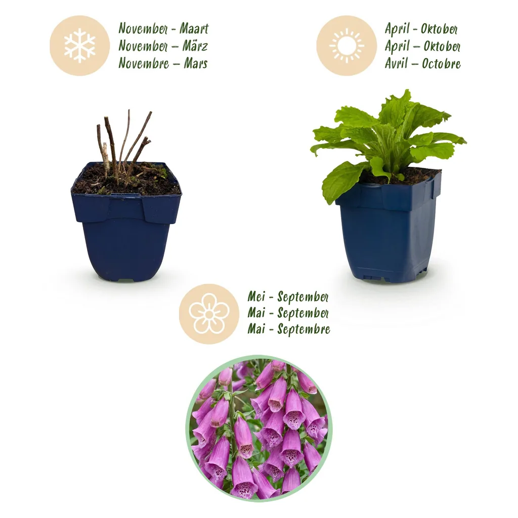 Roter Fingerhut 'Dalmatian Purple' 24er-Set (Digitalis purpurea) – winterharte Staude, Topf-Ø 11 cm, Höhe ca. 15–25 cm