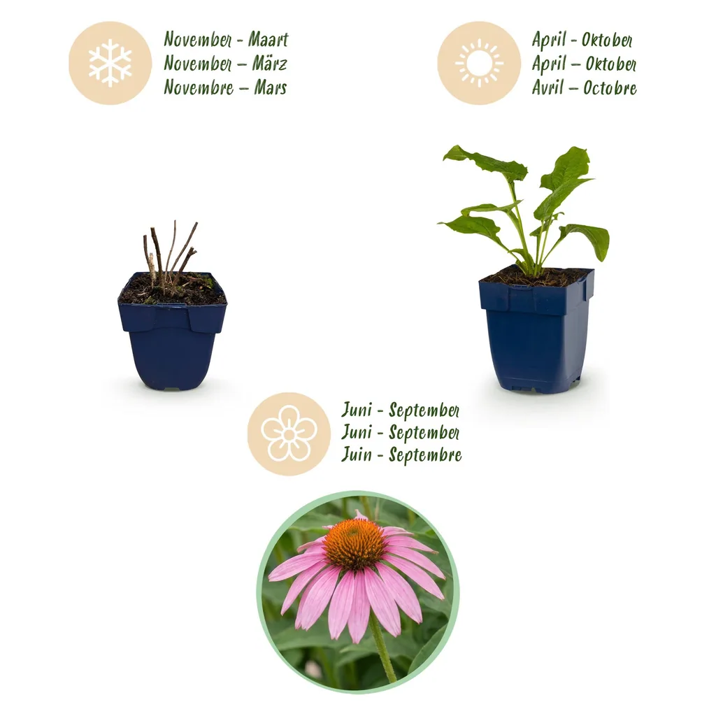 Purpur-Sonnenhut 'Magnus' 24er-Set (Echinacea purpurea) – winterharte Staude, Topf-Ø 11 cm, Höhe ca. 15–25 cm
