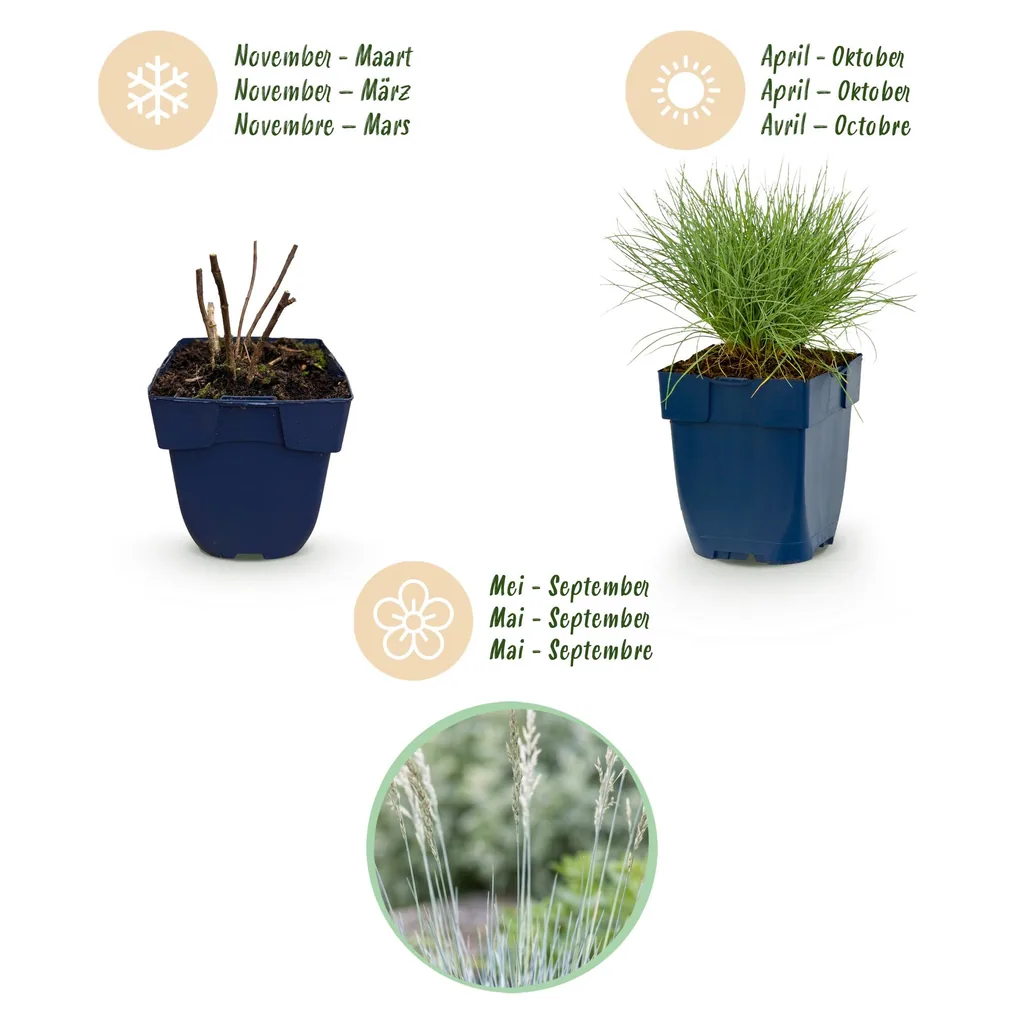 Blauschwingel 24er-Set (Festuca glauca) – winterhartes Ziergras, Topf-Ø 11 cm, Höhe ca. 15–25 cm