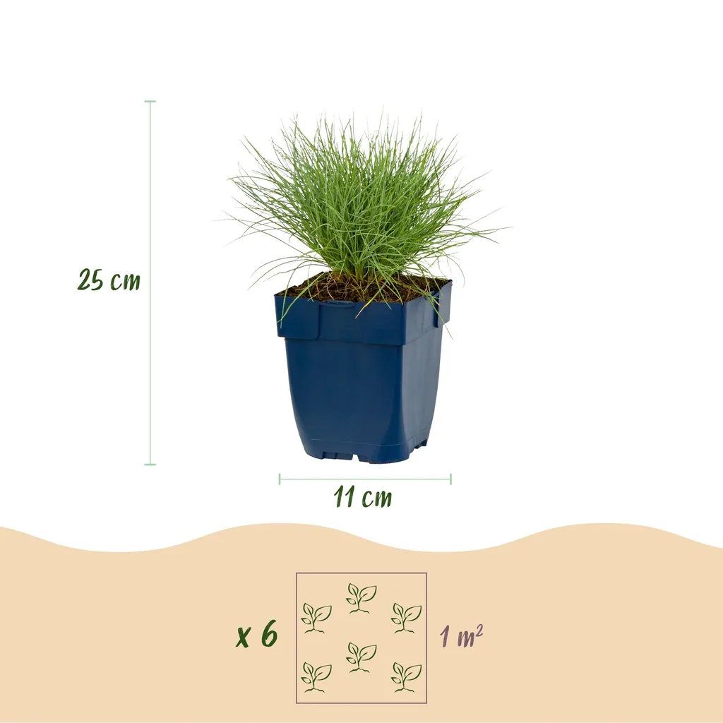 Blauschwingel 24er-Set (Festuca glauca) – winterhartes Ziergras, Topf-Ø 11 cm, Höhe ca. 15–25 cm
