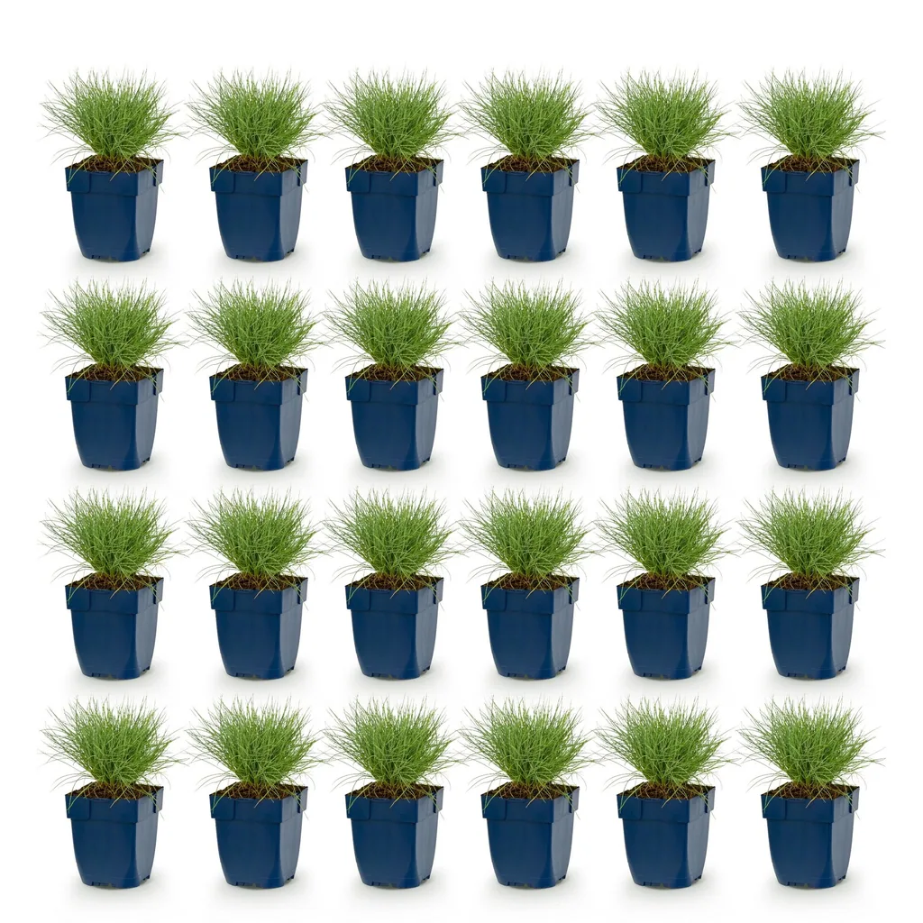 Blauschwingel 24er-Set (Festuca glauca) – winterhartes Ziergras, Topf-Ø 11 cm, Höhe ca. 15–25 cm