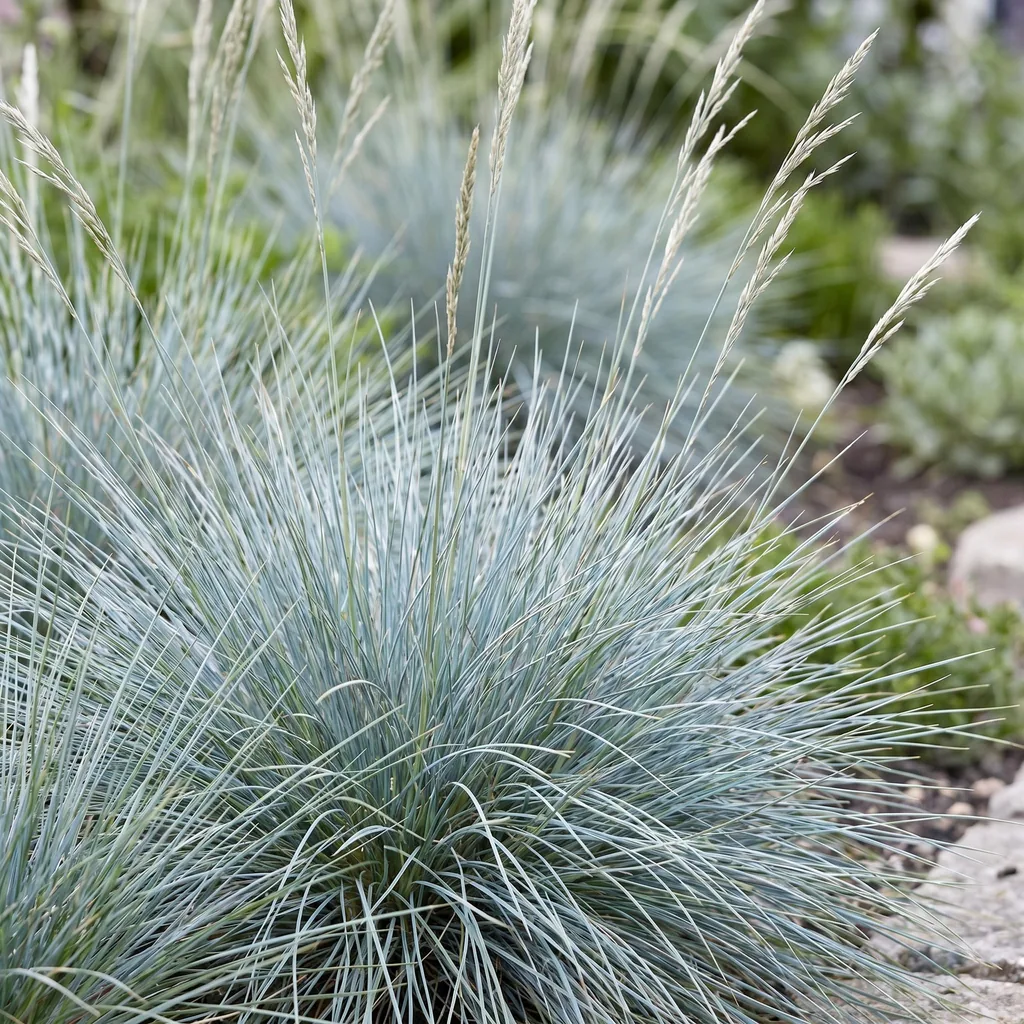 Blauschwingel 24er-Set (Festuca glauca) – winterhartes Ziergras, Topf-Ø 11 cm, Höhe ca. 15–25 cm