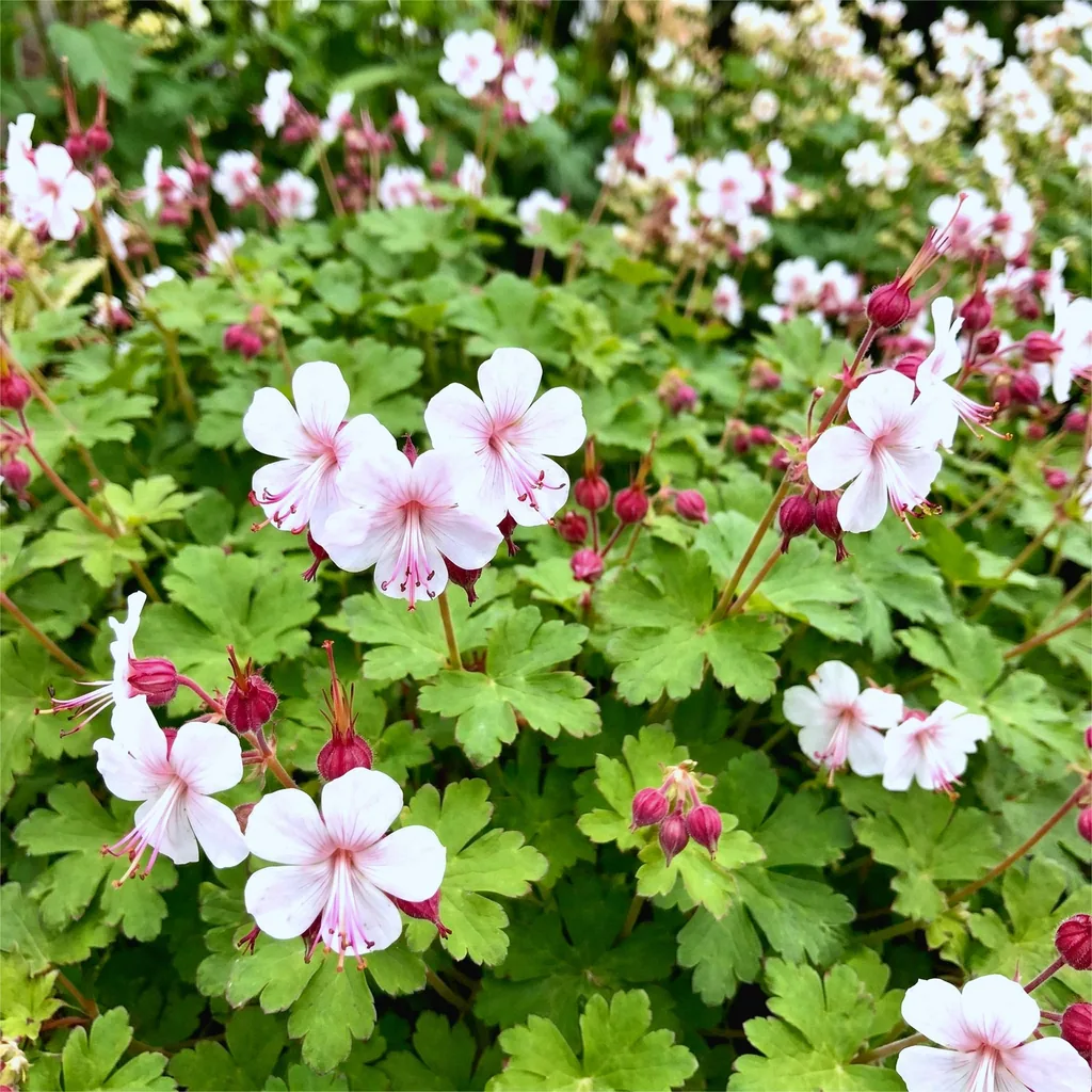 Storchschnabel 'Spessart' 24er-Set (Geranium) – Staude, Topf-Ø 11 cm, Höhe ca. 15–25 cm