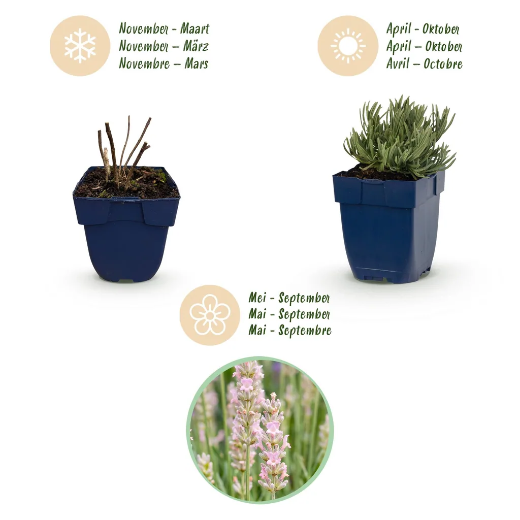 Echter Lavendel 'Rosea' 24er-Set (Lavandula angustifolia) – winterharte Staude, Topf-Ø 11 cm, Höhe ca. 15–25 cm
