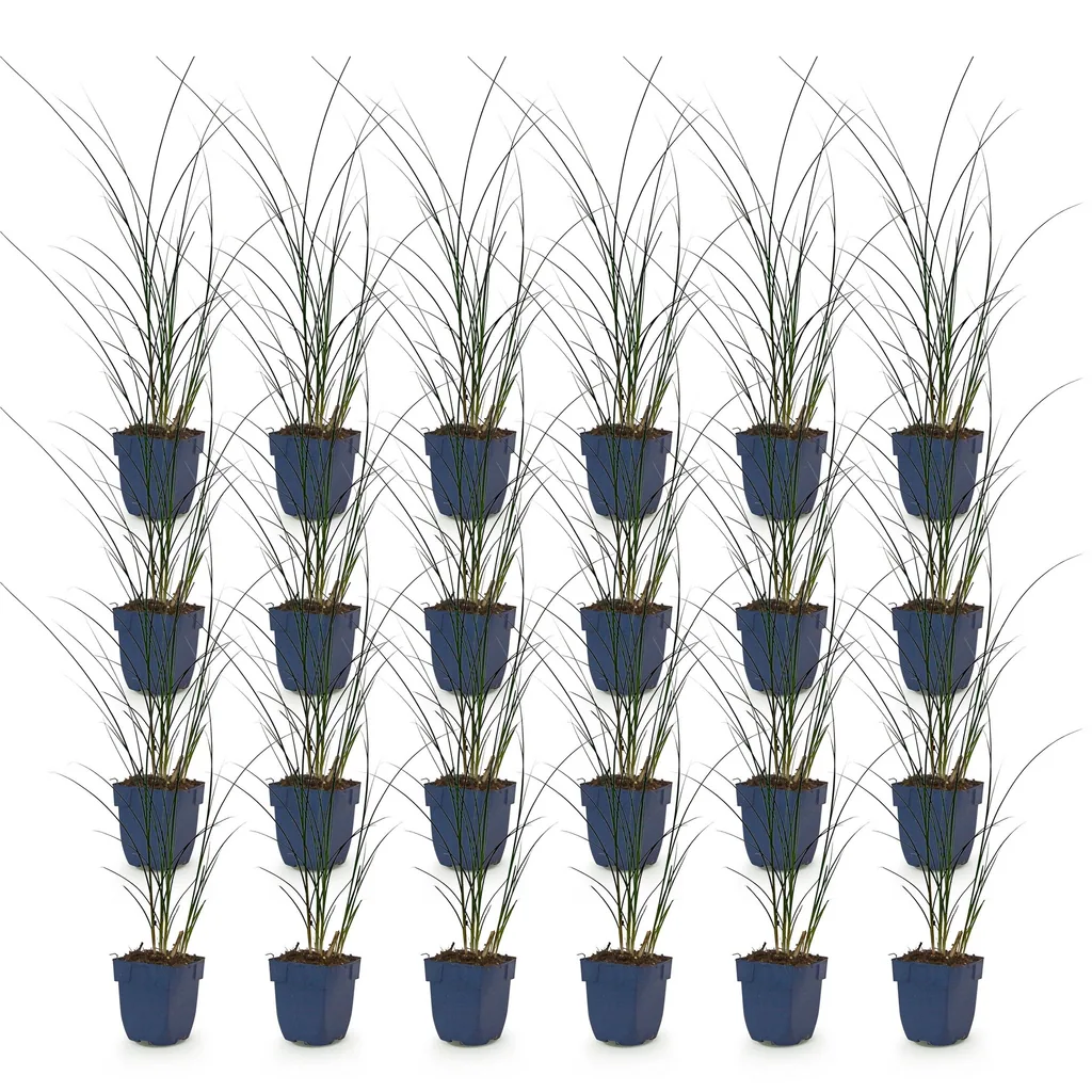 Chinaschilf 'Gracillimus' 24er-Set (Miscanthus sinensis) – winterhartes Ziergras, Topf-Ø 11 cm, Höhe ca. 15–25 cm