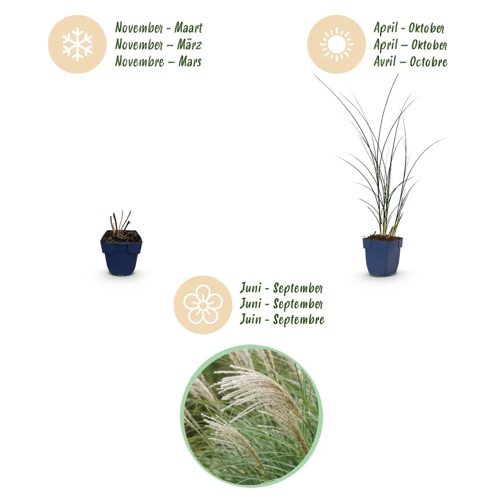 Chinaschilf 'Gracillimus' 24er-Set (Miscanthus sinensis) – winterhartes Ziergras, Topf-Ø 11 cm, Höhe ca. 15–25 cm