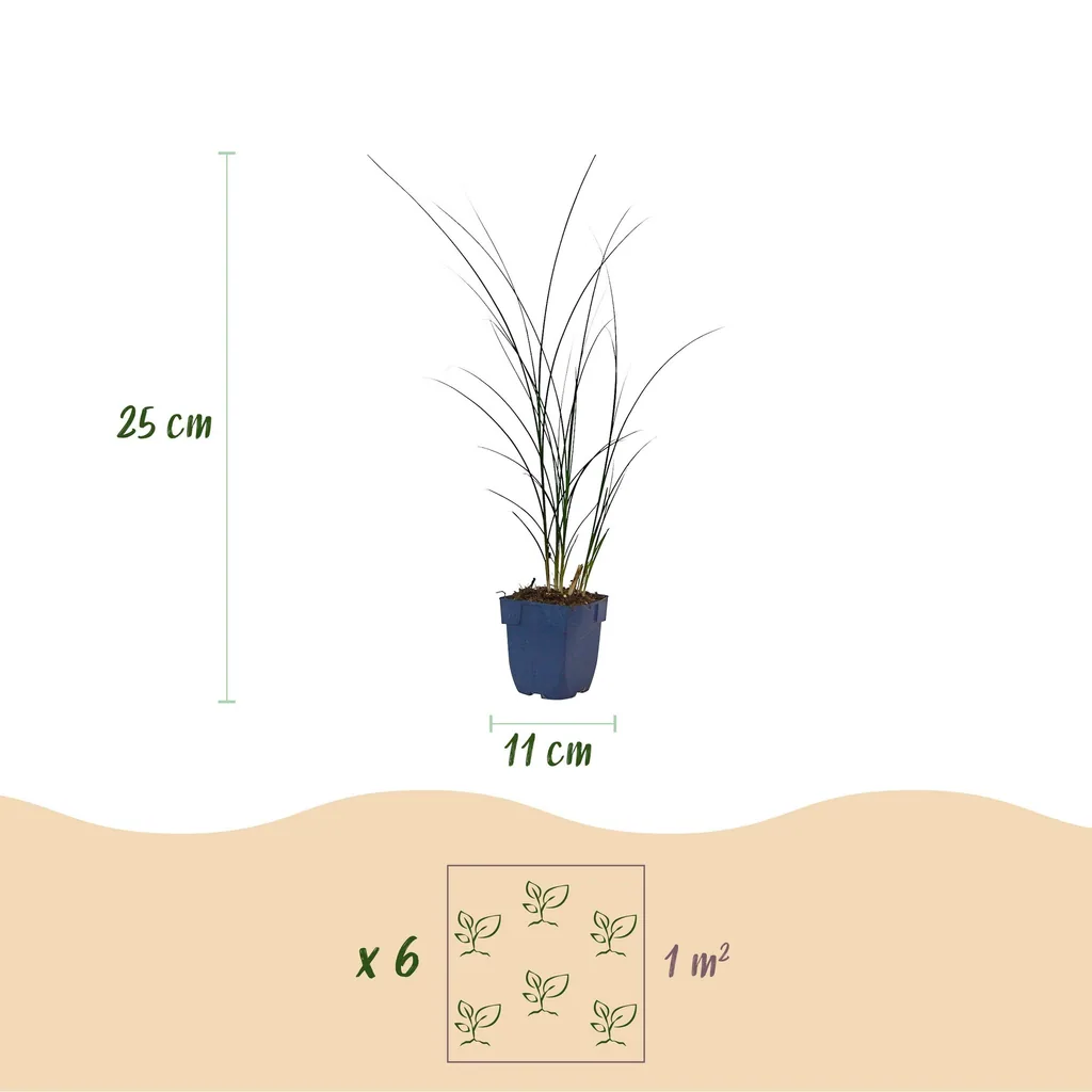 Chinaschilf 'Gracillimus' 24er-Set (Miscanthus sinensis) – winterhartes Ziergras, Topf-Ø 11 cm, Höhe ca. 15–25 cm