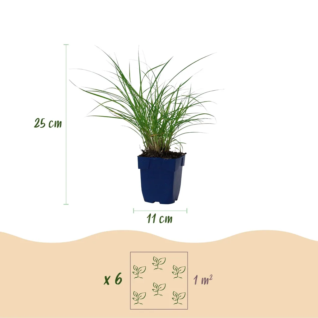 Chinaschilf 'Red Chief' 24er-Set (Miscanthus sinensis) – winterhartes Ziergras, Topf-Ø 11 cm, Höhe ca. 15–25 cm
