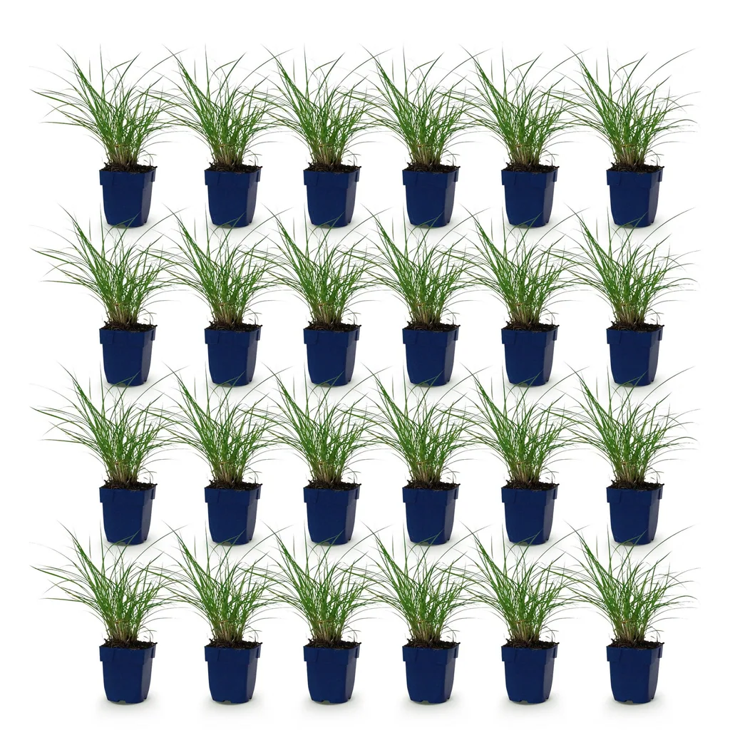 Chinaschilf 'Red Chief' 24er-Set (Miscanthus sinensis) – winterhartes Ziergras, Topf-Ø 11 cm, Höhe ca. 15–25 cm