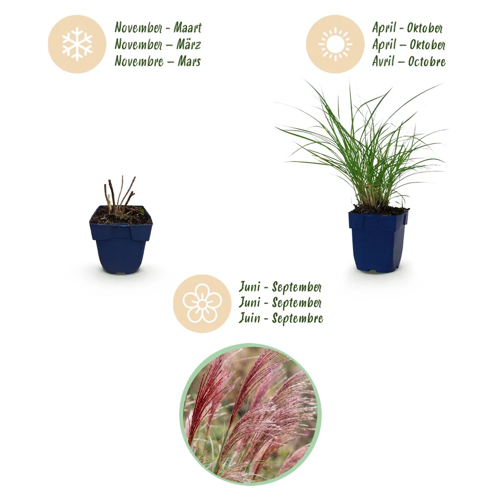 Chinaschilf 'Red Chief' 24er-Set (Miscanthus sinensis) – winterhartes Ziergras, Topf-Ø 11 cm, Höhe ca. 15–25 cm
