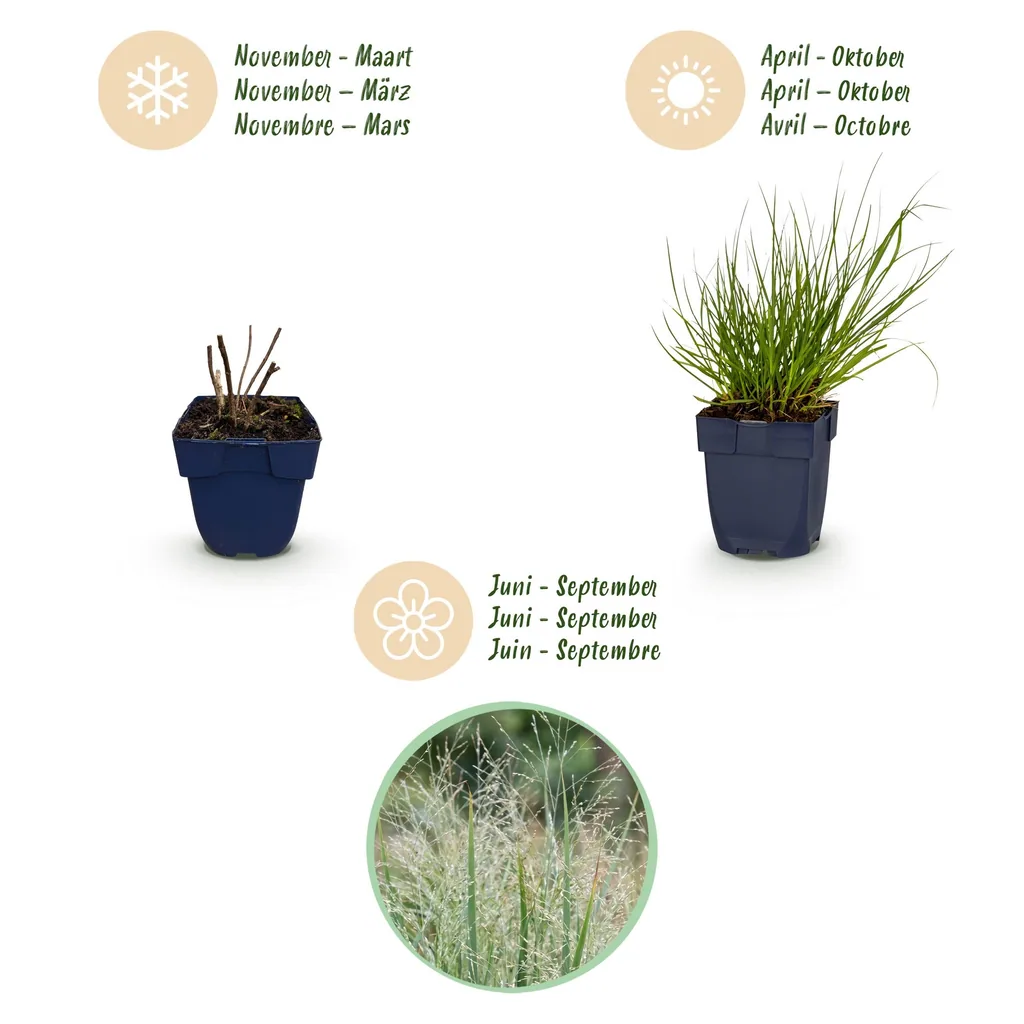Rutenhirse 'Northwind' 24er-Set (Panicum) – winterhartes Ziergras, Topf-Ø 11 cm, Höhe ca. 15–25 cm