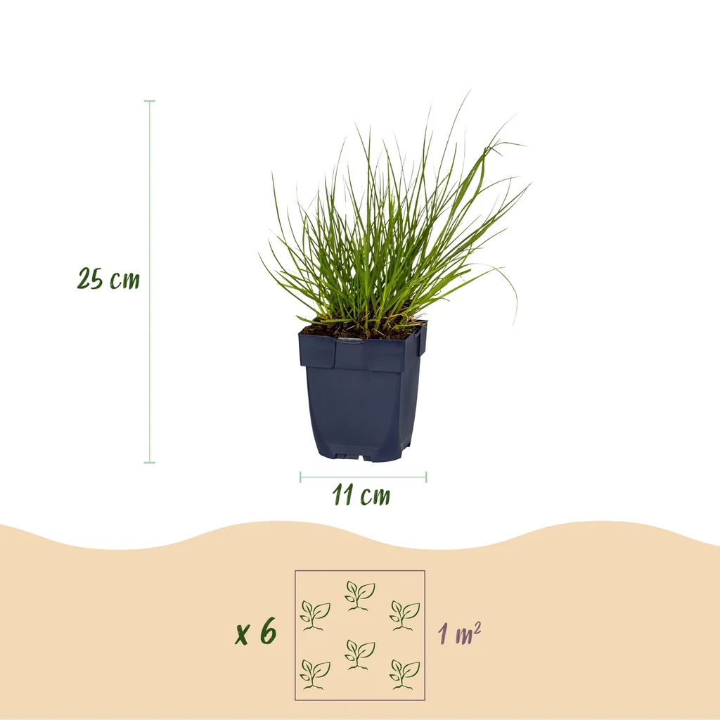 Rutenhirse 'Northwind' 24er-Set (Panicum) – winterhartes Ziergras, Topf-Ø 11 cm, Höhe ca. 15–25 cm