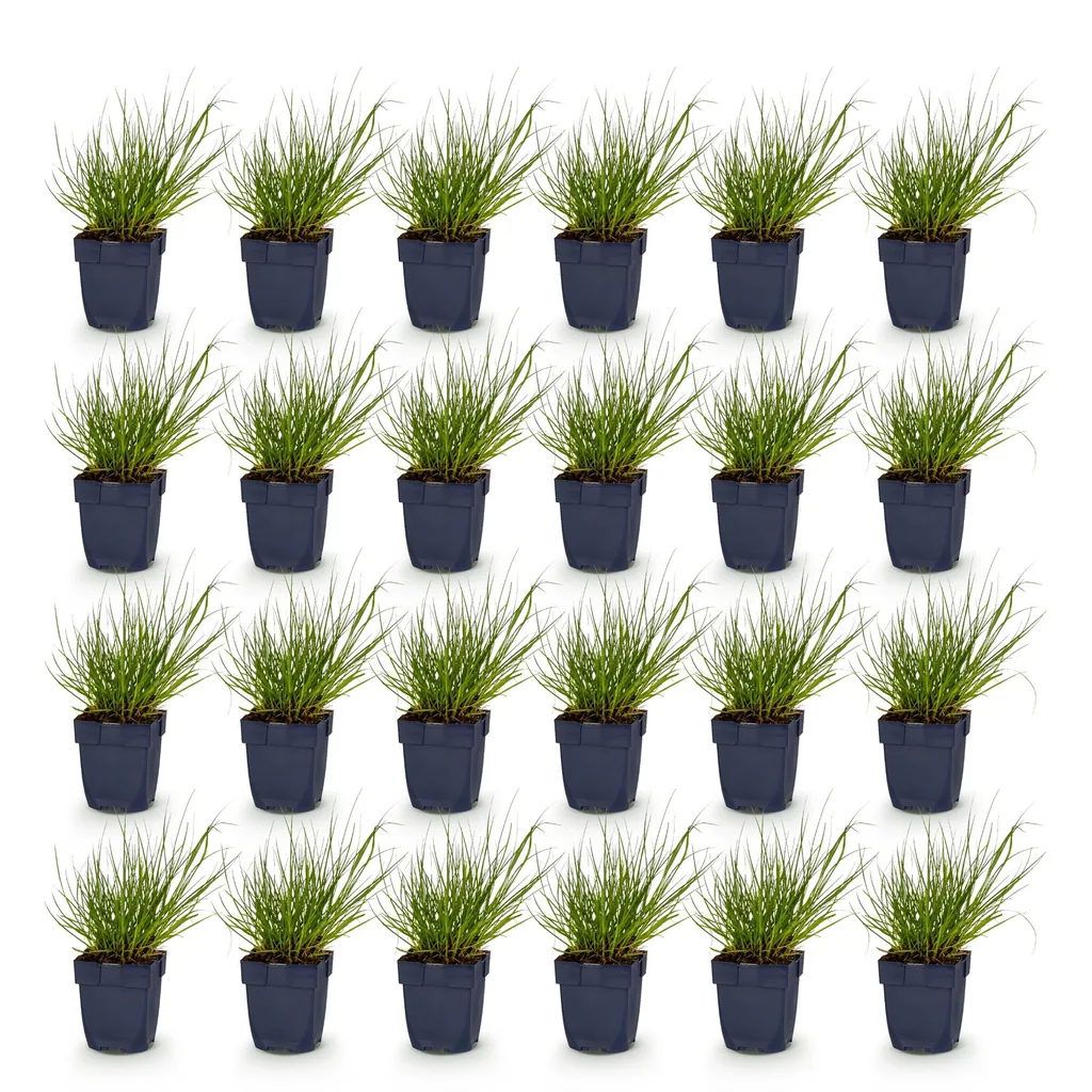 Rutenhirse 'Northwind' 24er-Set (Panicum) – winterhartes Ziergras, Topf-Ø 11 cm, Höhe ca. 15–25 cm