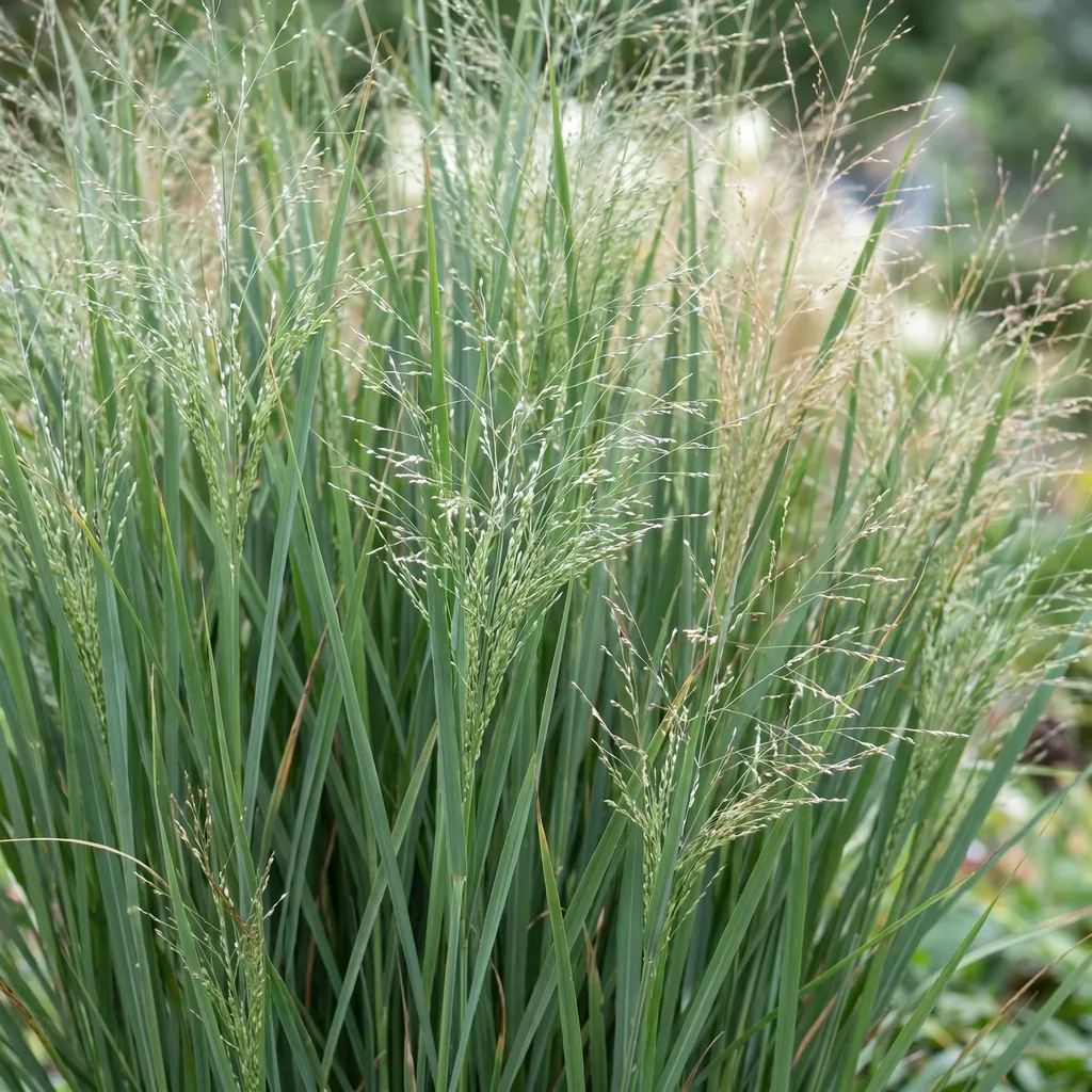 Rutenhirse 'Northwind' 24er-Set (Panicum) – winterhartes Ziergras, Topf-Ø 11 cm, Höhe ca. 15–25 cm