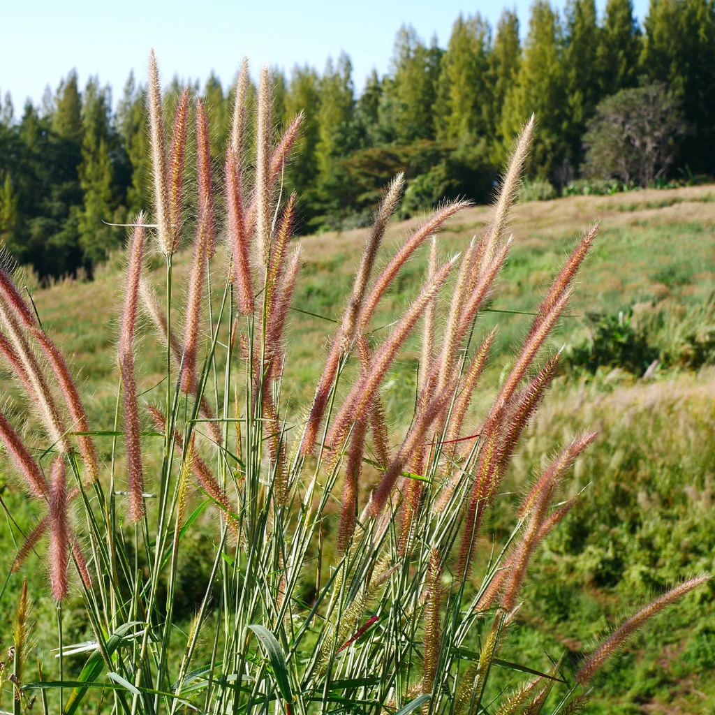 Chinaschilf 'Zebrinus' 3er-Set (Miscanthus sinensis) – winterhartes Ziergras