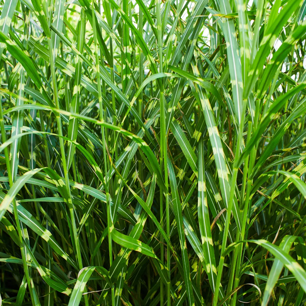 Chinaschilf 'Zebrinus' 3er-Set (Miscanthus sinensis) – winterhartes Ziergras