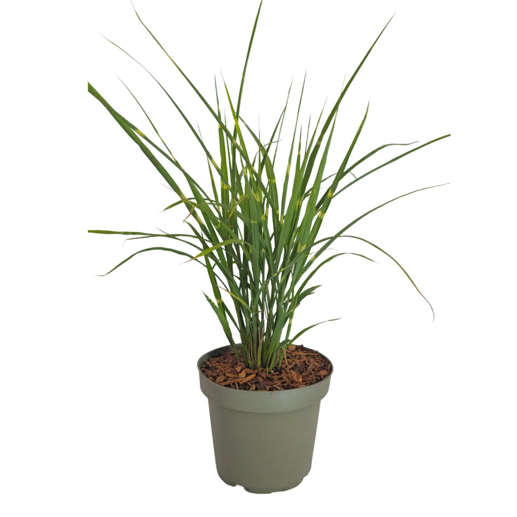 Chinaschilf 'Zebrinus' 3er-Set (Miscanthus sinensis) – winterhartes Ziergras