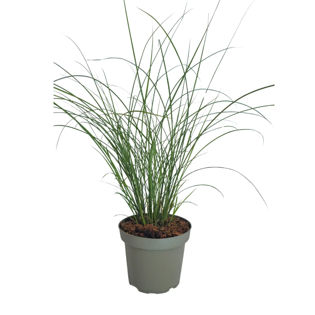 Chinaschilf 'Gracillimus' 6er-Set (Miscanthus sinensis) – winterhartes Ziergras