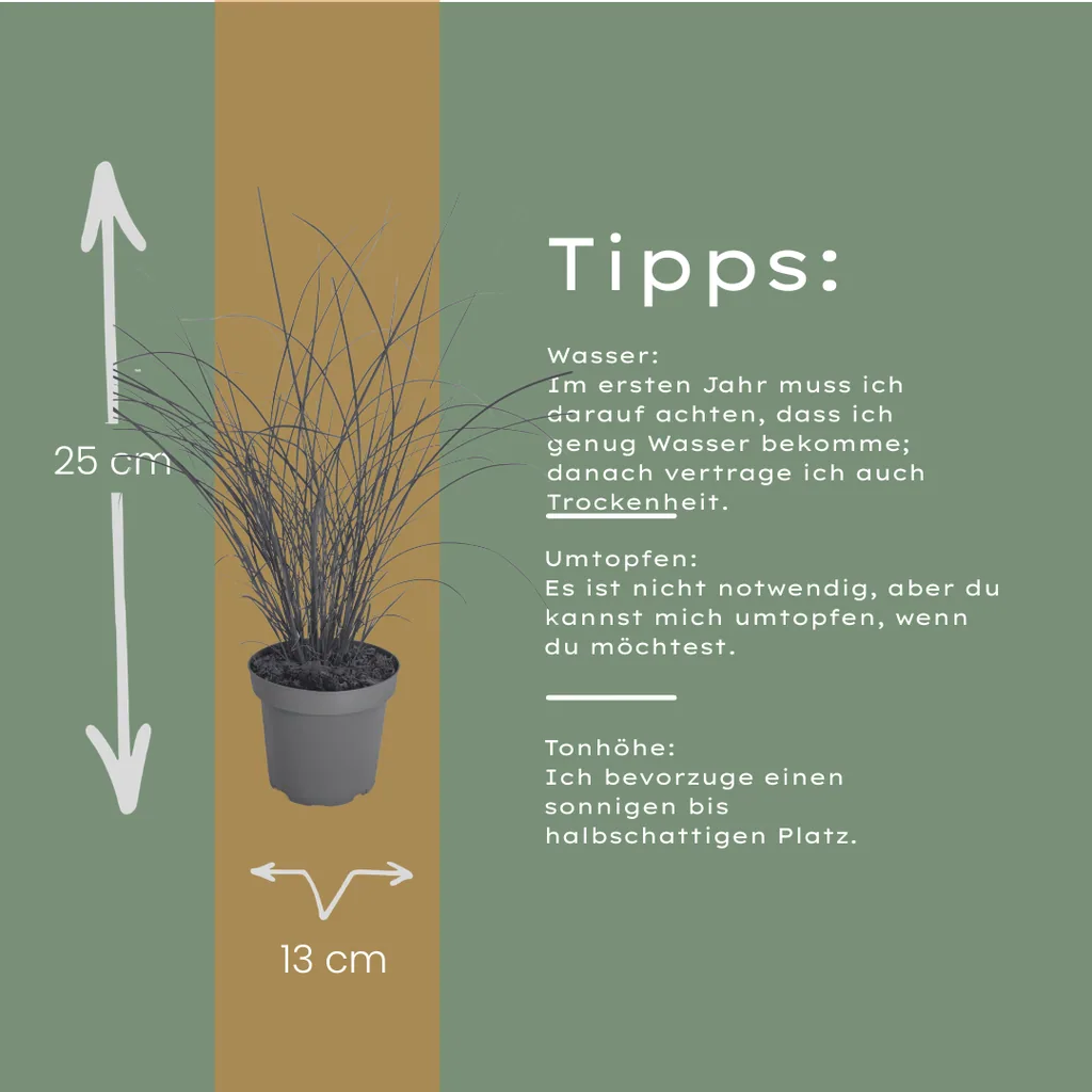Chinaschilf 'Gracillimus' 6er-Set (Miscanthus sinensis) – winterhartes Ziergras