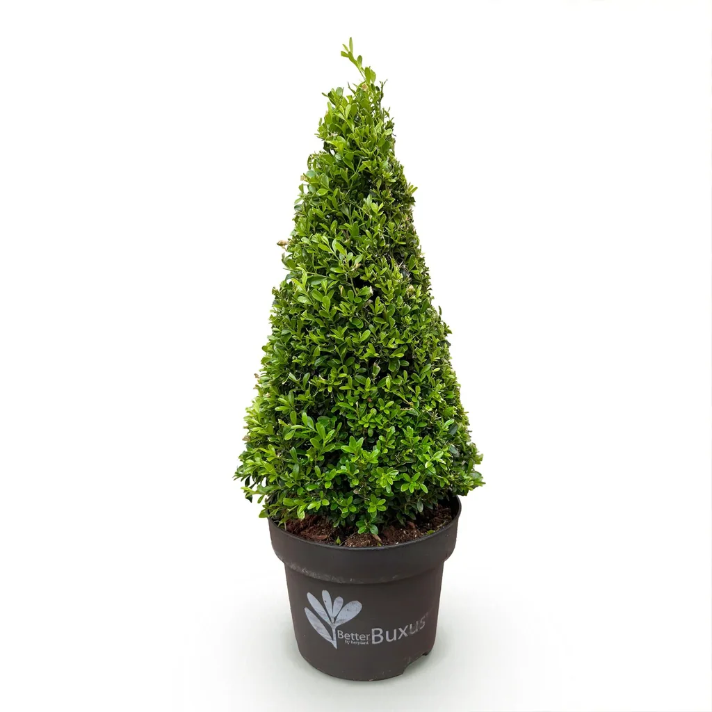Buchsbaum 'BetterBuxus Skylight' (Buxus) – winterharter immergrüner Strauch, als Pyramide, Topf-Ø 23 cm, Höhe ca. 60–70 cm