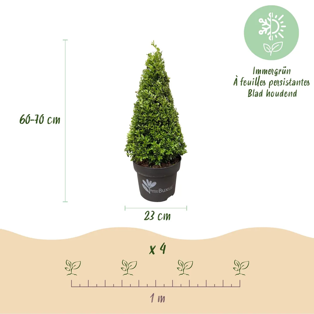 Buchsbaum 'BetterBuxus Skylight' (Buxus) – winterharter immergrüner Strauch, als Pyramide, Topf-Ø 23 cm, Höhe ca. 60–70 cm