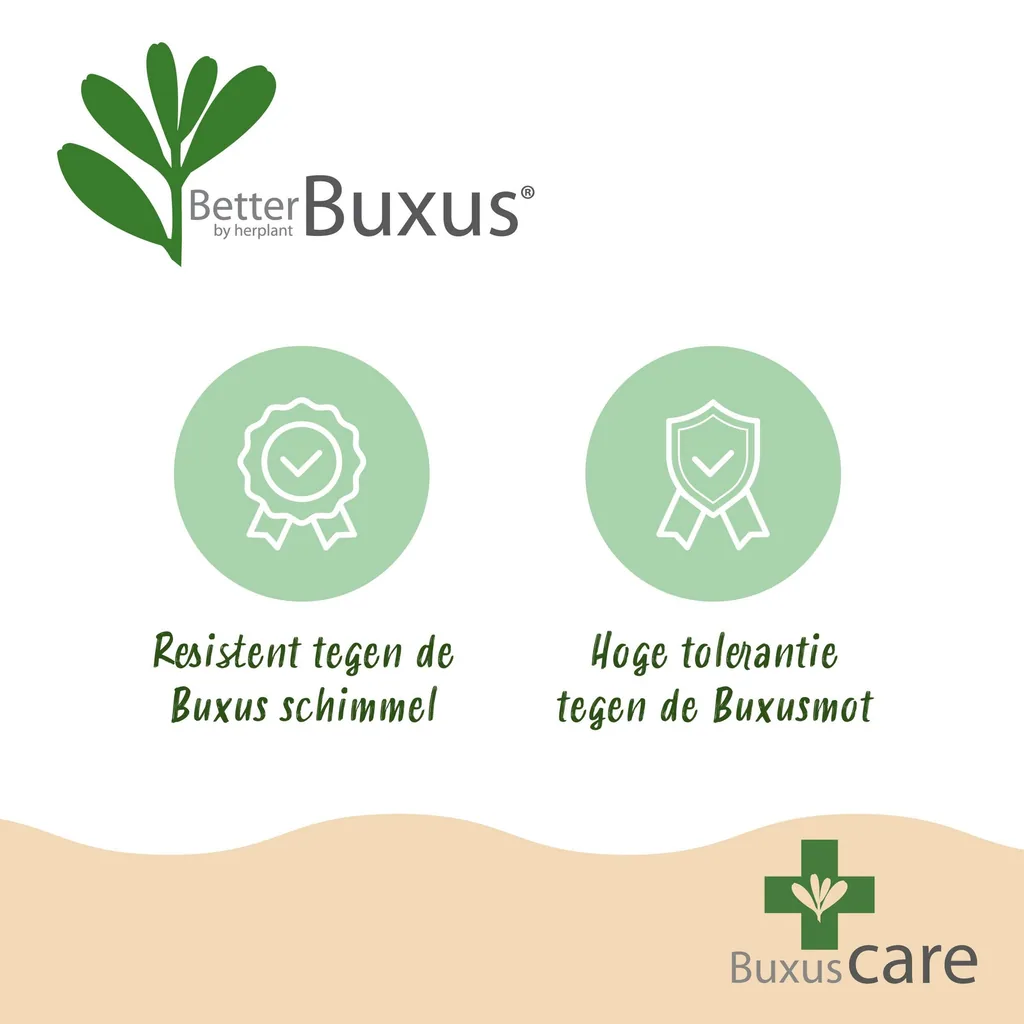Buchsbaum 'BetterBuxus Skylight' (Buxus) – winterharter immergrüner Strauch, als Pyramide, Topf-Ø 23 cm, Höhe ca. 60–70 cm