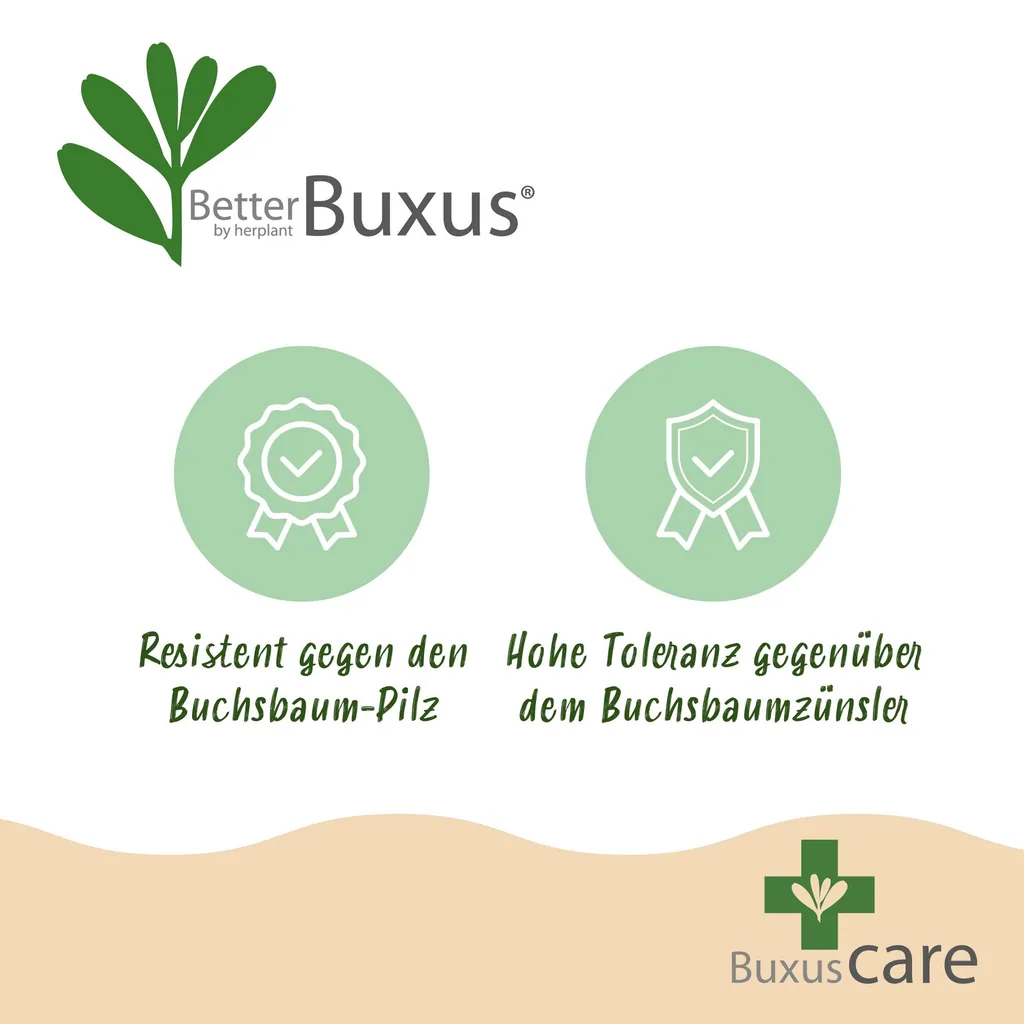Buchsbaum 'BetterBuxus Skylight' (Buxus) – winterharter immergrüner Strauch, als Pyramide, Topf-Ø 23 cm, Höhe ca. 60–70 cm