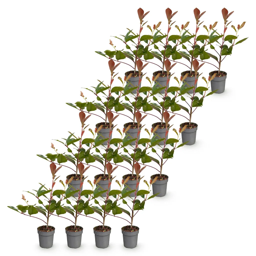 Glanzmispel 'Red Robin' 16er-Set (Photinia fraseri) – bedingt winterharter Zierstrauch, Topf-Ø 9 cm, Höhe ca. 25–35 cm