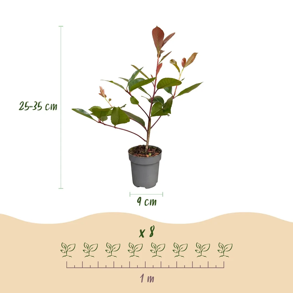 Glanzmispel 'Red Robin' 16er-Set (Photinia fraseri) – bedingt winterharter Zierstrauch, Topf-Ø 9 cm, Höhe ca. 25–35 cm