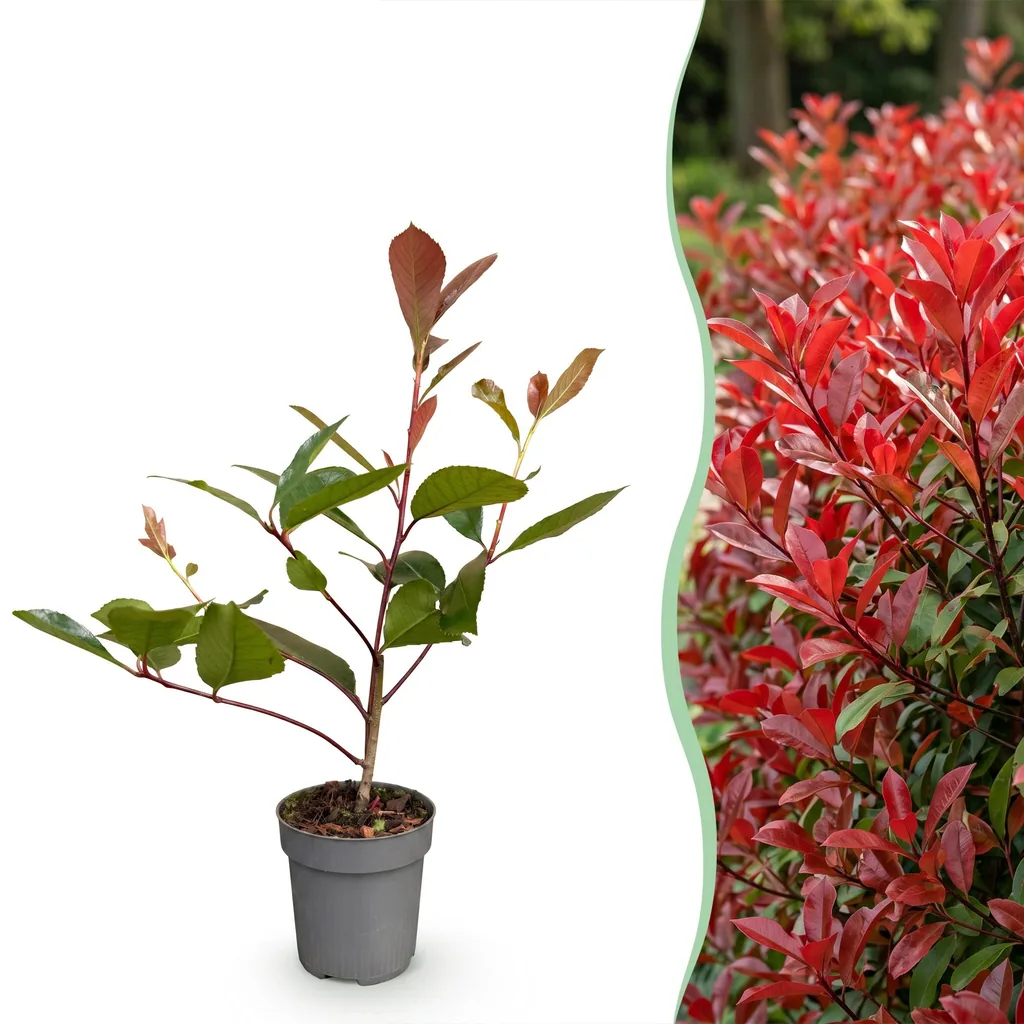 Glanzmispel 'Red Robin' 16er-Set (Photinia fraseri) – bedingt winterharter Zierstrauch, Topf-Ø 9 cm, Höhe ca. 25–35 cm