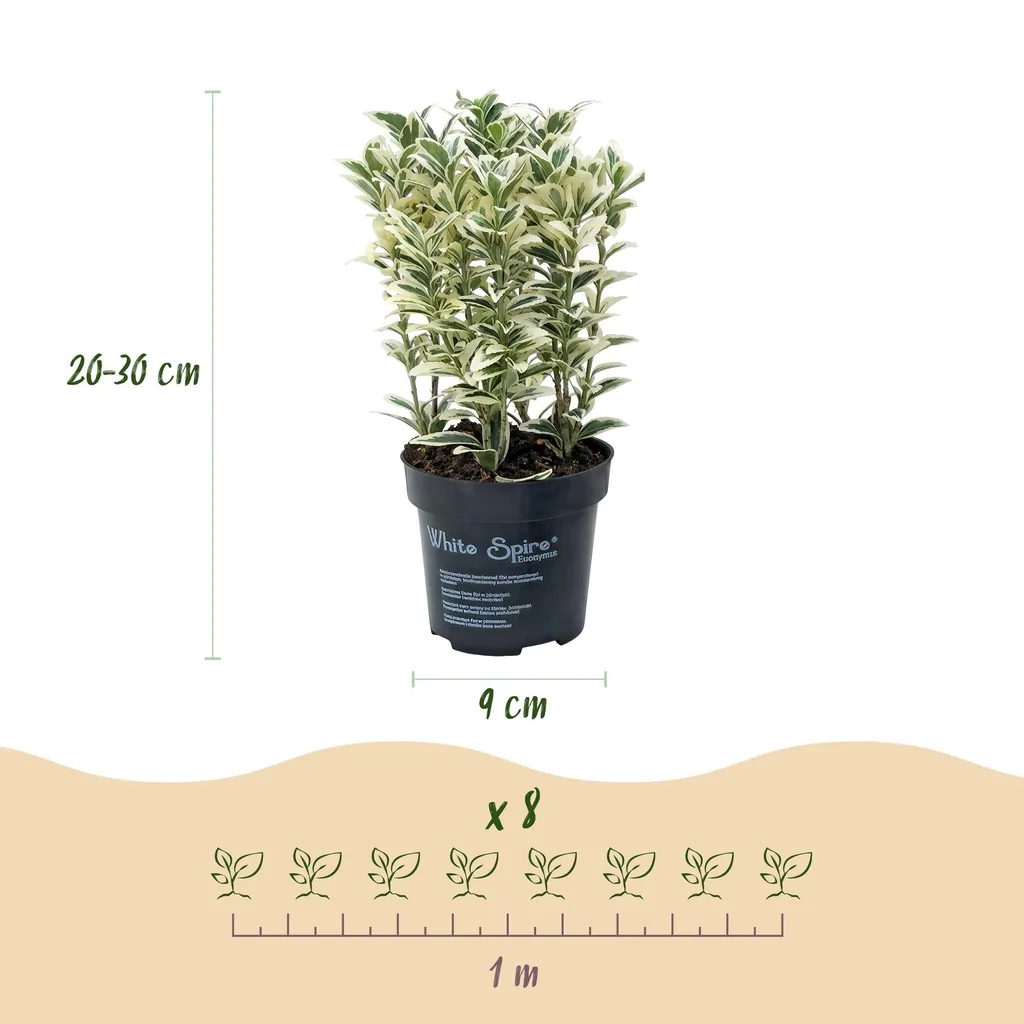 Japanischer Spindelstrauch 'White Spire' 16er-Set (Euonymus japonicus) – winterharter immergrüner Strauch, Topf-Ø 9 cm, Höhe ca. 20–30 cm