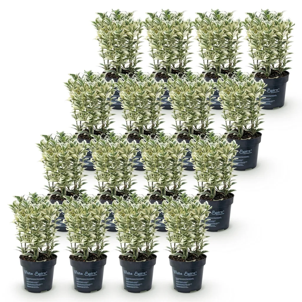 Japanischer Spindelstrauch 'White Spire' 16er-Set (Euonymus japonicus) – winterharter immergrüner Strauch, Topf-Ø 9 cm, Höhe ca. 20–30 cm