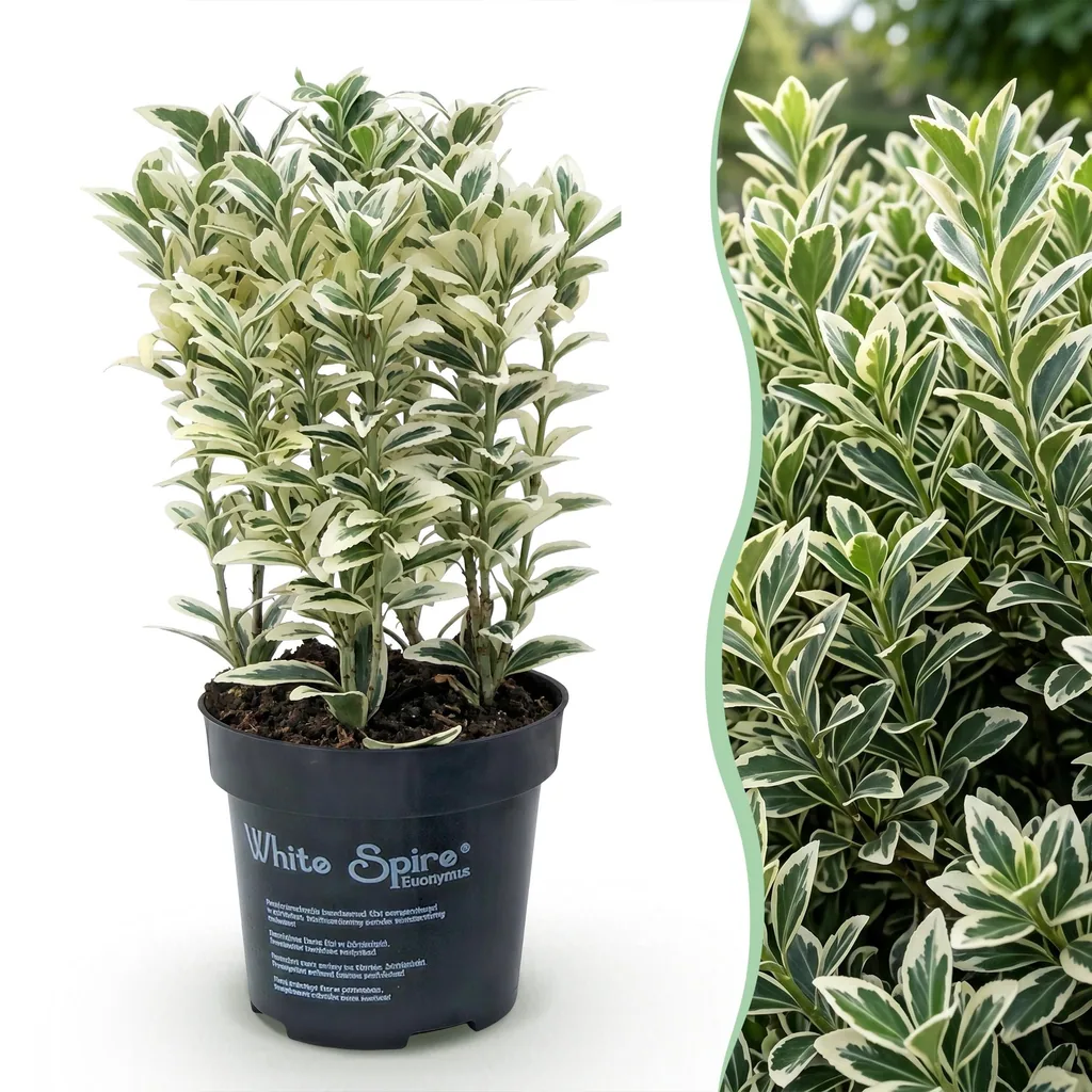Japanischer Spindelstrauch 'White Spire' 16er-Set (Euonymus japonicus) – winterharter immergrüner Strauch, Topf-Ø 9 cm, Höhe ca. 20–30 cm