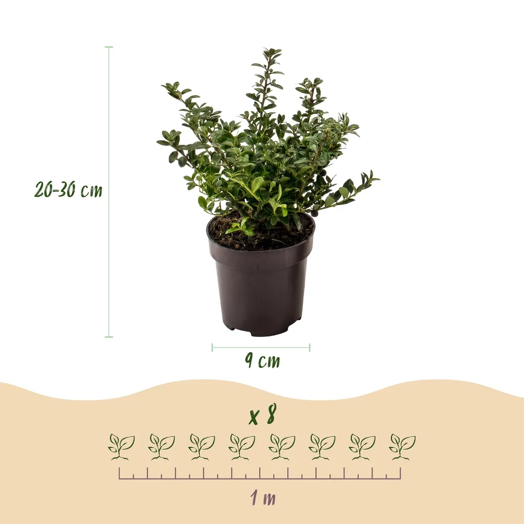 Japanische Stechpalme 'Stokes' 8er-Set (Ilex crenata) – winterharter immergrüner Strauch, Topf-Ø 9 cm, Höhe ca. 20–30 cm