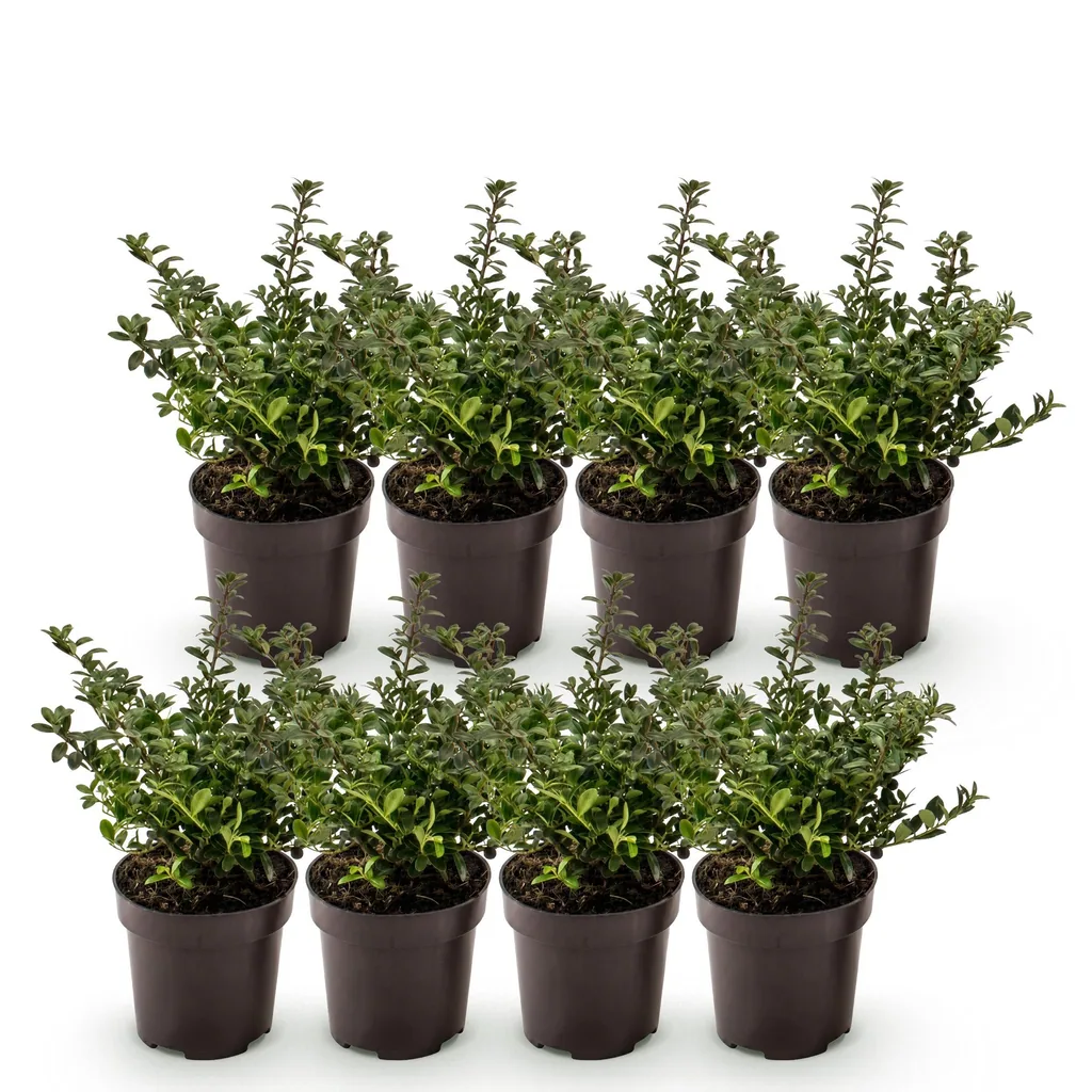 Japanische Stechpalme 'Stokes' 8er-Set (Ilex crenata) – winterharter immergrüner Strauch, Topf-Ø 9 cm, Höhe ca. 20–30 cm