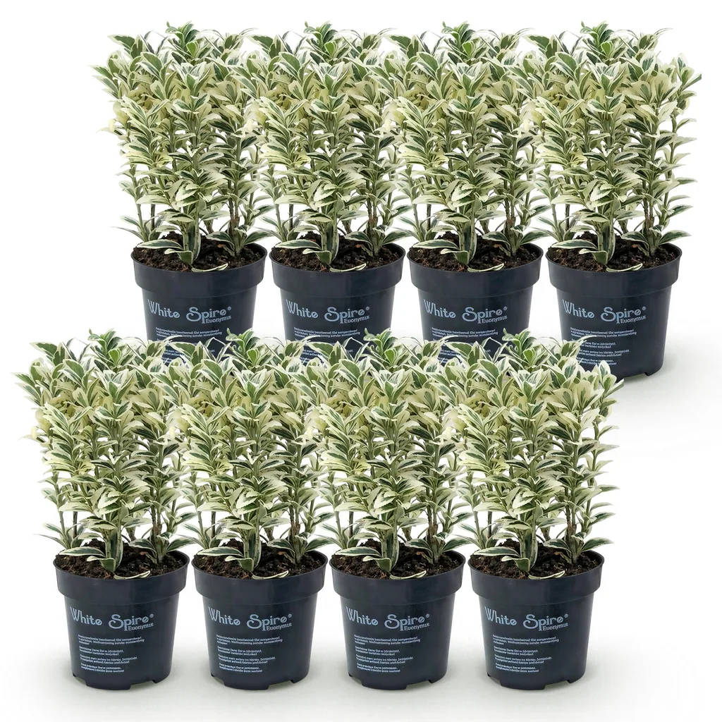 Japanischer Spindelstrauch 'White Spire' 8er-Set (Euonymus japonicus) – winterharter immergrüner Strauch, Topf-Ø 9 cm, Höhe ca. 20–30 cm