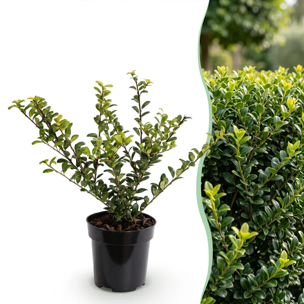 Japanische Stechpalme 'Golden Gem' 8er-Set (Ilex crenata) – winterharter immergrüner Strauch, Topf-Ø 9 cm, Höhe ca. 20–30 cm