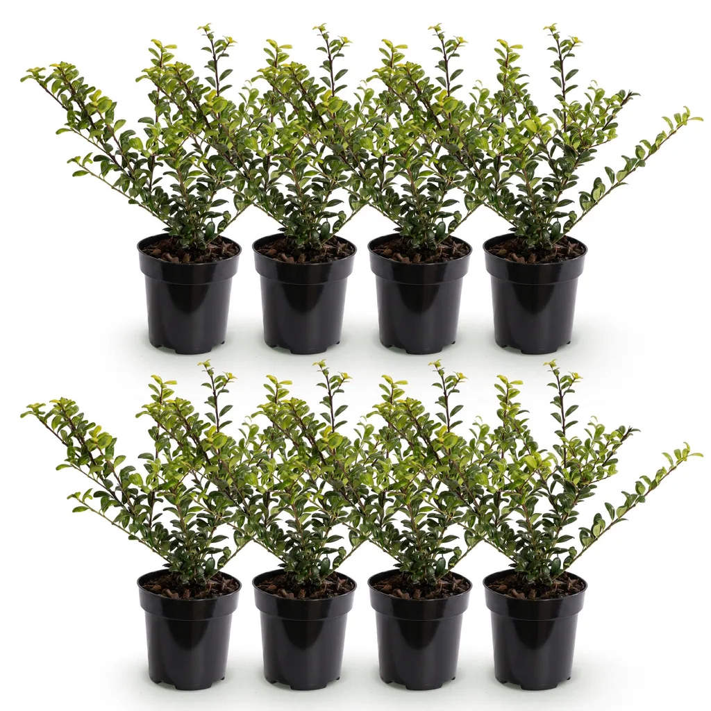 Japanische Stechpalme 'Golden Gem' 8er-Set (Ilex crenata) – winterharter immergrüner Strauch, Topf-Ø 9 cm, Höhe ca. 20–30 cm