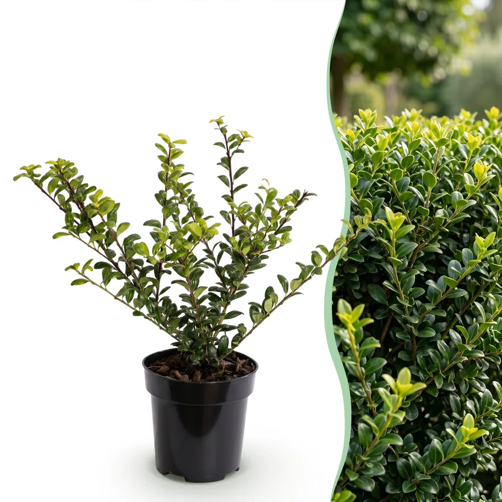 Japanische Stechpalme 'Covenxa' 24er-Set (Ilex crenata) – winterharter Zierstrauch, Topf-Ø 9 cm, Höhe ca. 20–30 cm