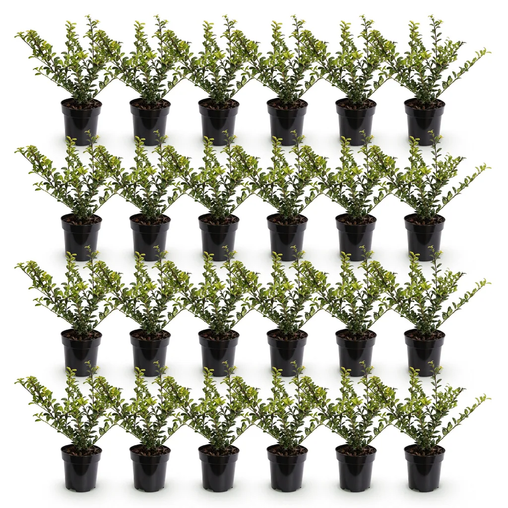 Japanische Stechpalme 'Covenxa' 24er-Set (Ilex crenata) – winterharter Zierstrauch, Topf-Ø 9 cm, Höhe ca. 20–30 cm