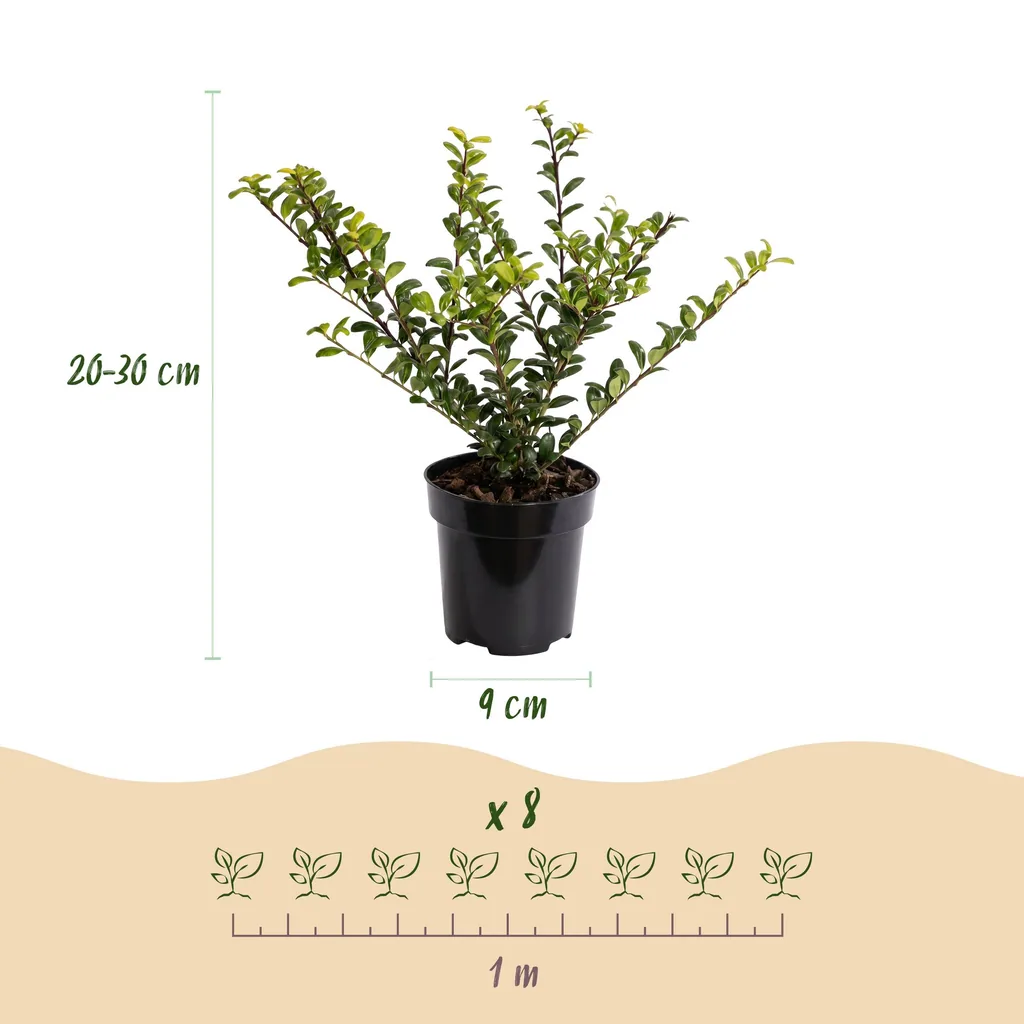 Japanische Stechpalme 'Covenxa' 24er-Set (Ilex crenata) – winterharter Zierstrauch, Topf-Ø 9 cm, Höhe ca. 20–30 cm