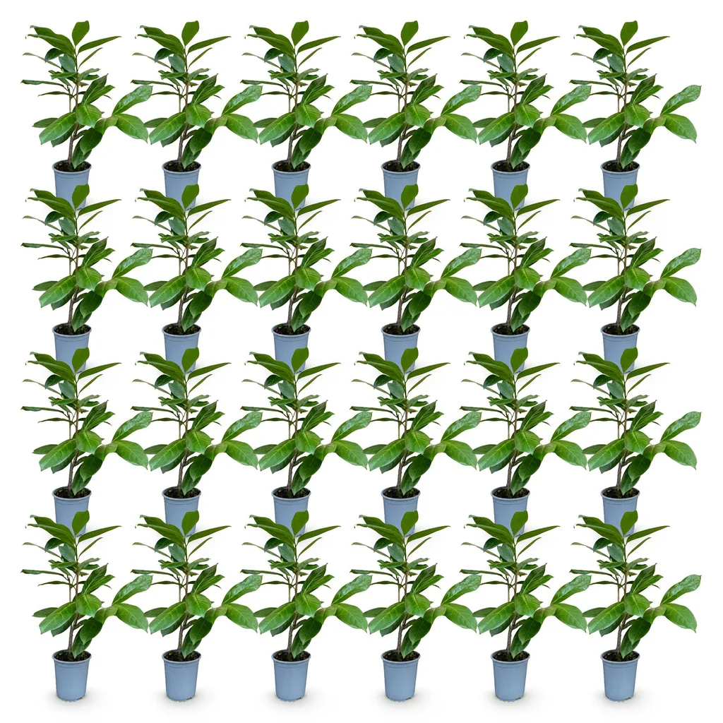 Kirschlorbeer 'Rotundifolia' 24er-Set (Prunus laurocerasus) – winterharter immergrüner Strauch, Topf-Ø 9 cm, Höhe ca. 25–35 cm