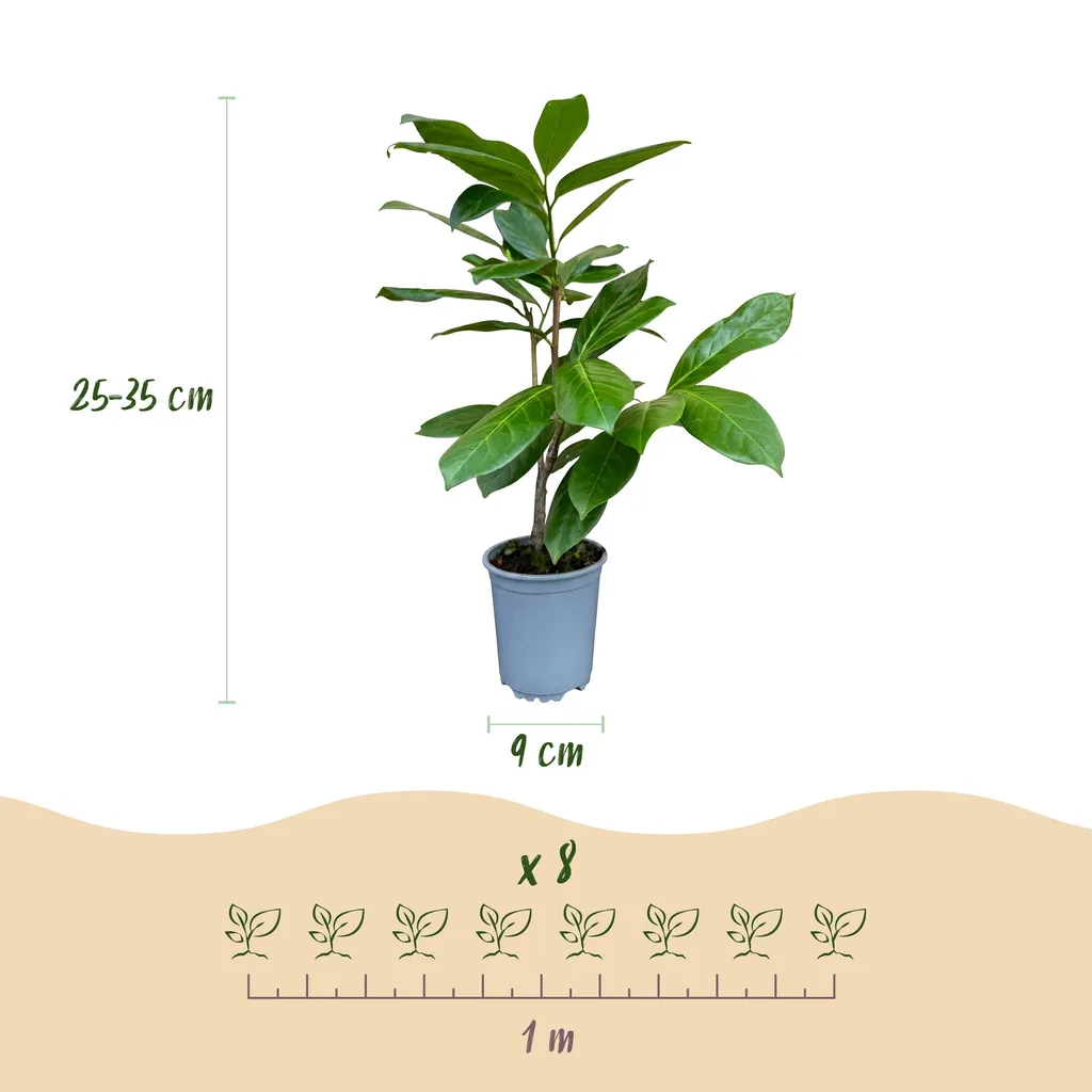 Kirschlorbeer 'Rotundifolia' 24er-Set (Prunus laurocerasus) – winterharter immergrüner Strauch, Topf-Ø 9 cm, Höhe ca. 25–35 cm