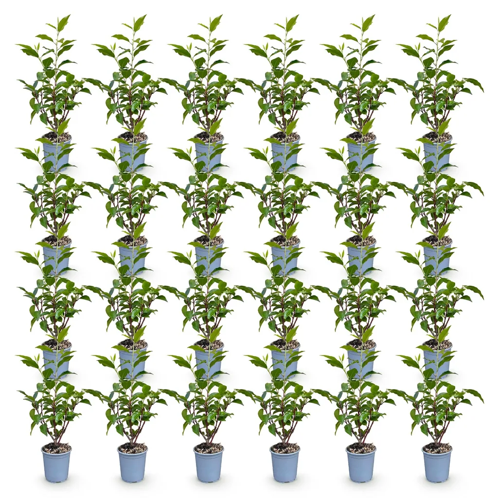 Portugiesischer Kirschlorbeer 'Angustifolia' 24er-Set (Prunus lusitanica) – winterharter immergrüner Strauch, Topf-Ø 9 cm, Höhe ca. 25–35 cm
